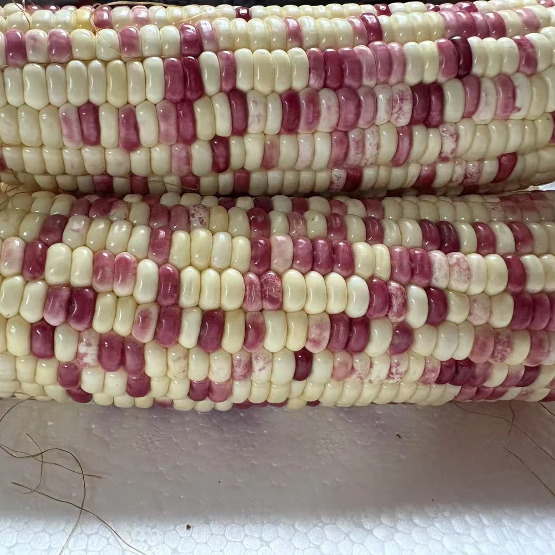 红白粒花粘玉米软糯香甜现采现摘带皮整箱包邮