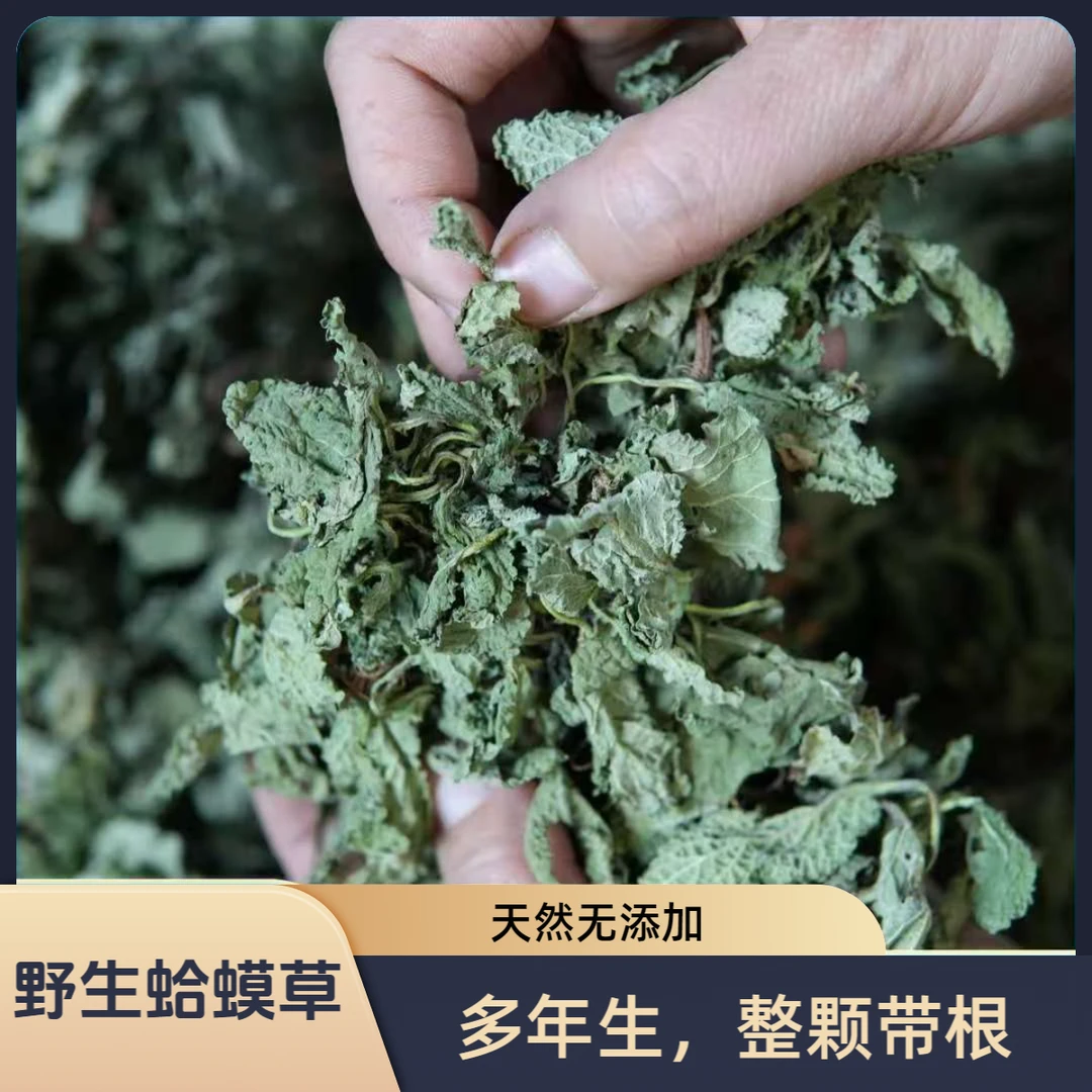 野生蛤蟆草菜荔枝草整颗带根新货癞蛤蟆草干品雪见草
