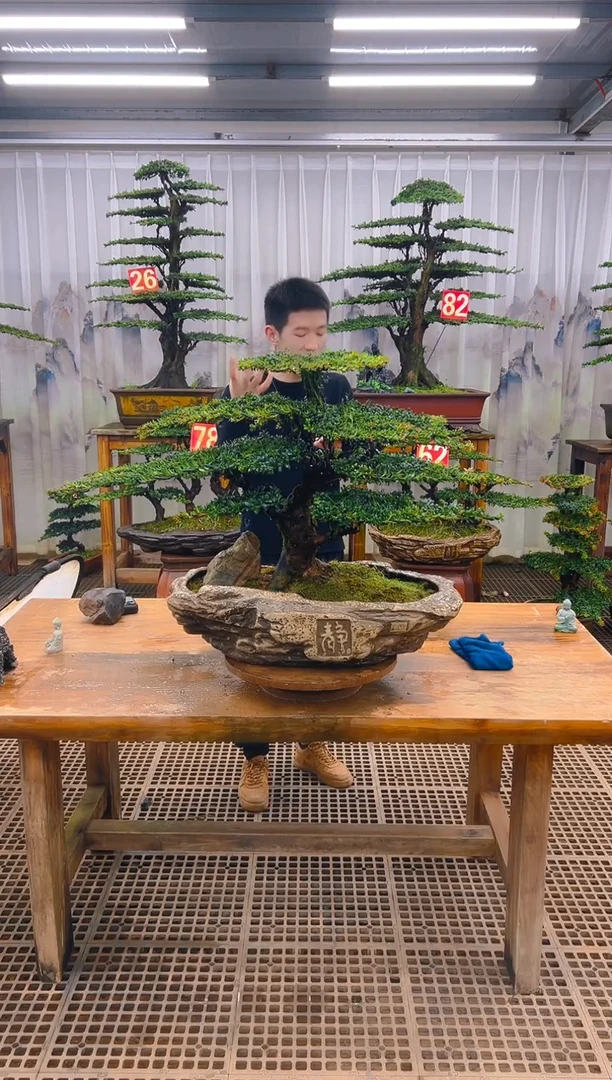 无花朵哇**共精品盆景直播间一物一拍