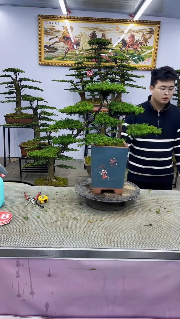 【闪购商品】八斗松/松类活物造型盆景，以直播间截图为啊啊啊啊