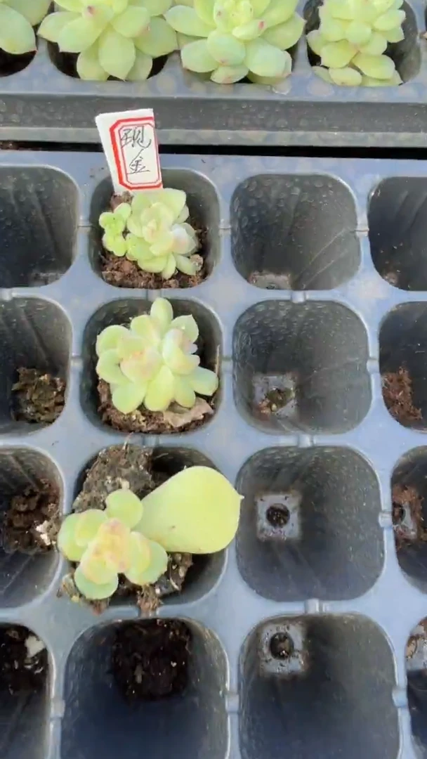 现金 量拍混发 满9.9包邮