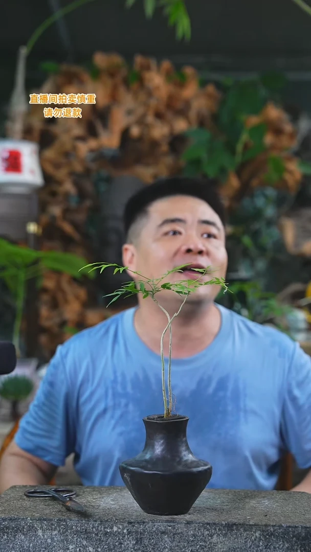 当前无花栽培后可以开花无患菩提085T