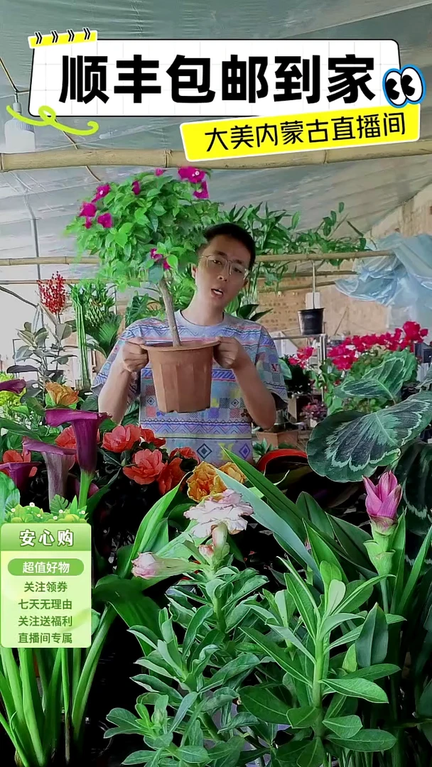 完全开放云南紫三角梅