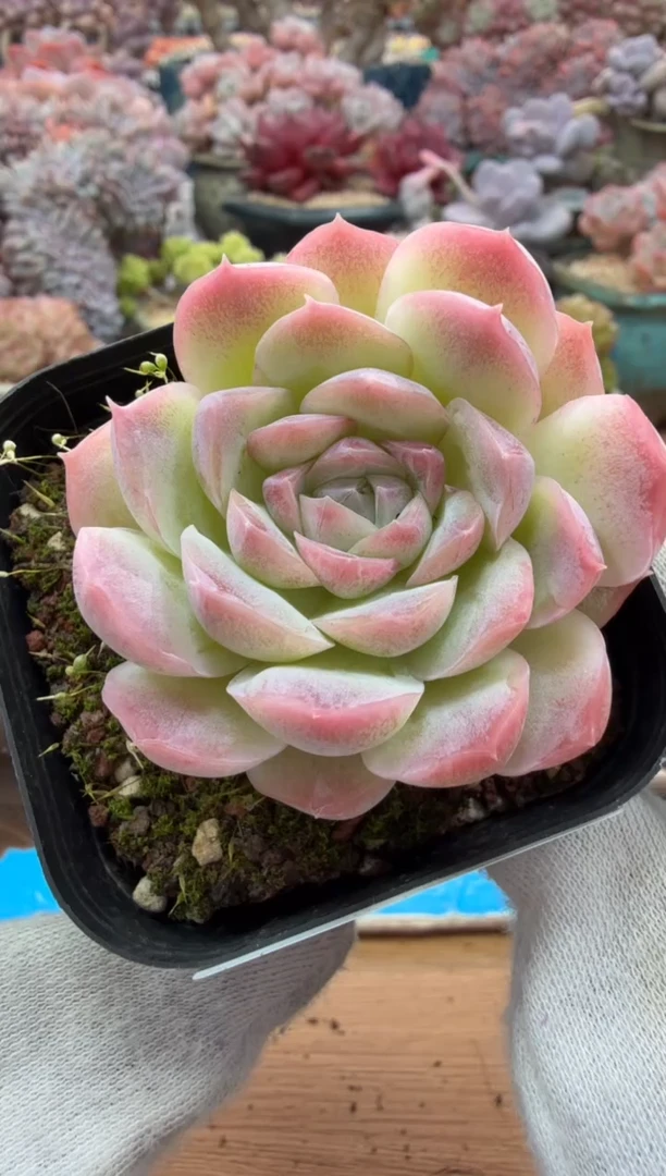 东云多肉园二店-284