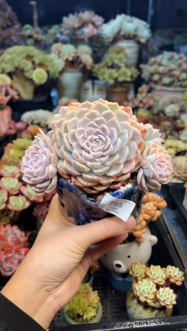 森*785         不带盆
