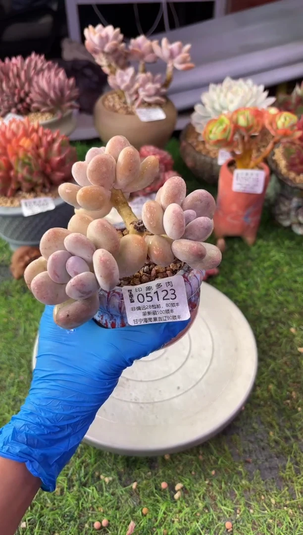 昆明印象多肉05123