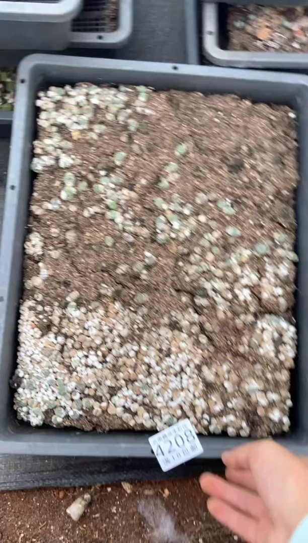 4208特价猴脸清姬框有疤瑕疵带土不带盆发货