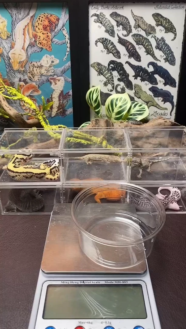 肥尾守宫鳞与尾 Scale Tail 爬宠HF5