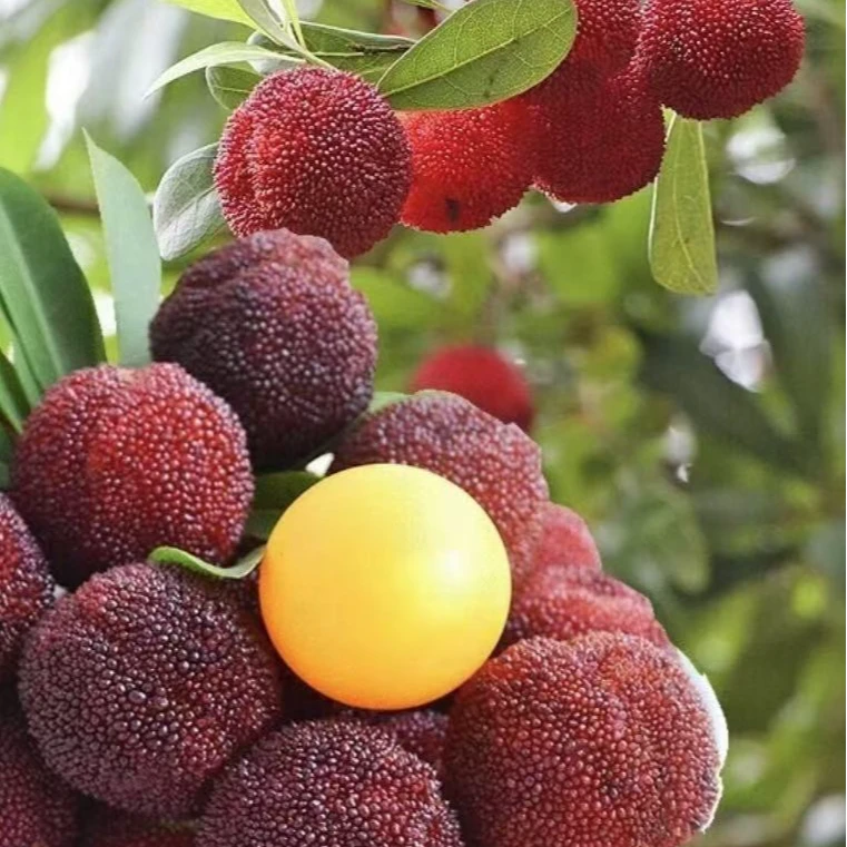 【杨梅树苗】正宗东魁杨梅果树苗阳台庭院盆栽地栽黑炭杨梅苗