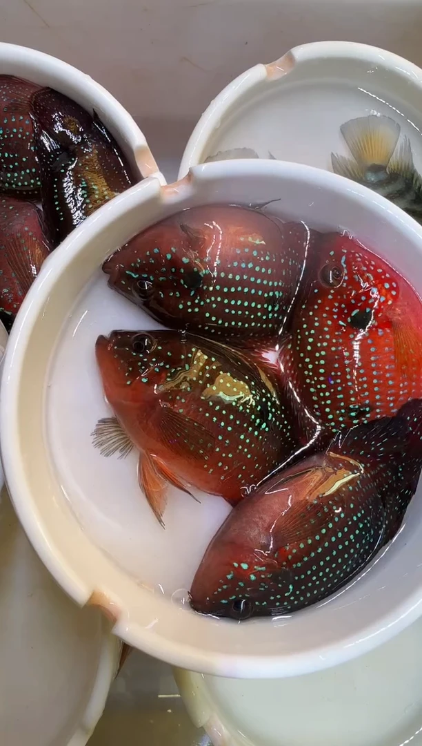 红宝石鱼1公3母红宝石