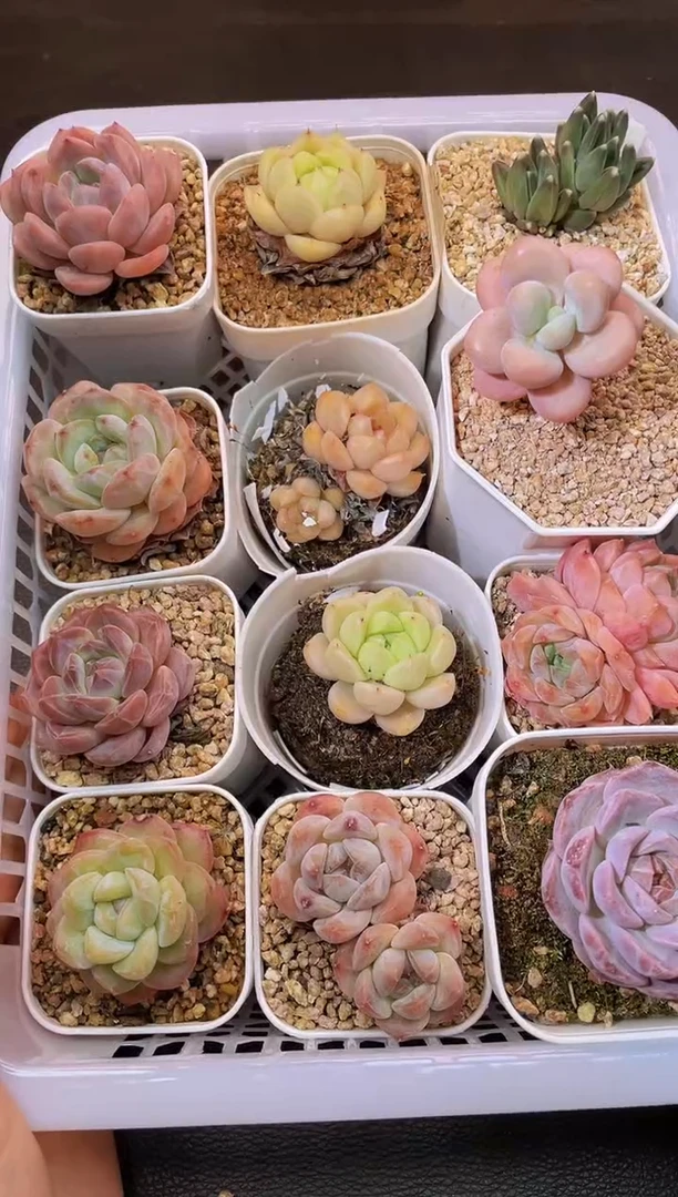 561一物一拍一组十二颗