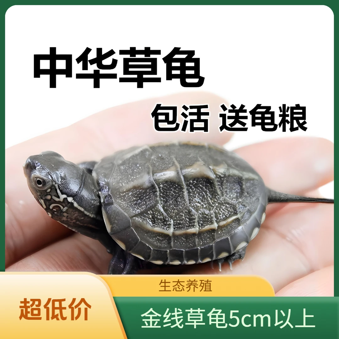 外塘冷水中华草龟三只5cm以上