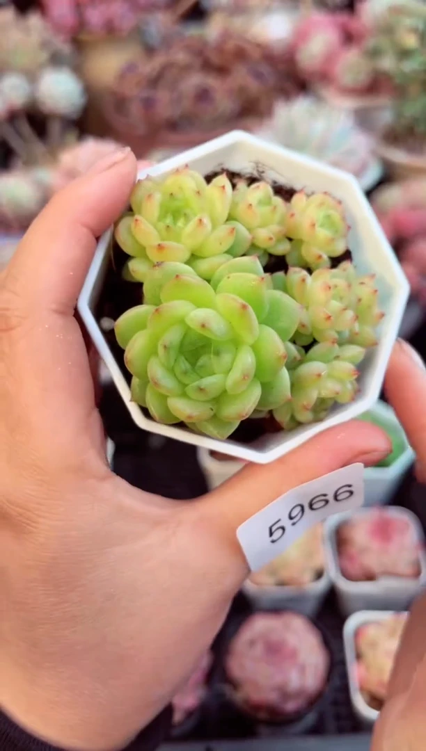 【闪购商品】5966群生灯泡珍妮多肉（带盆发）