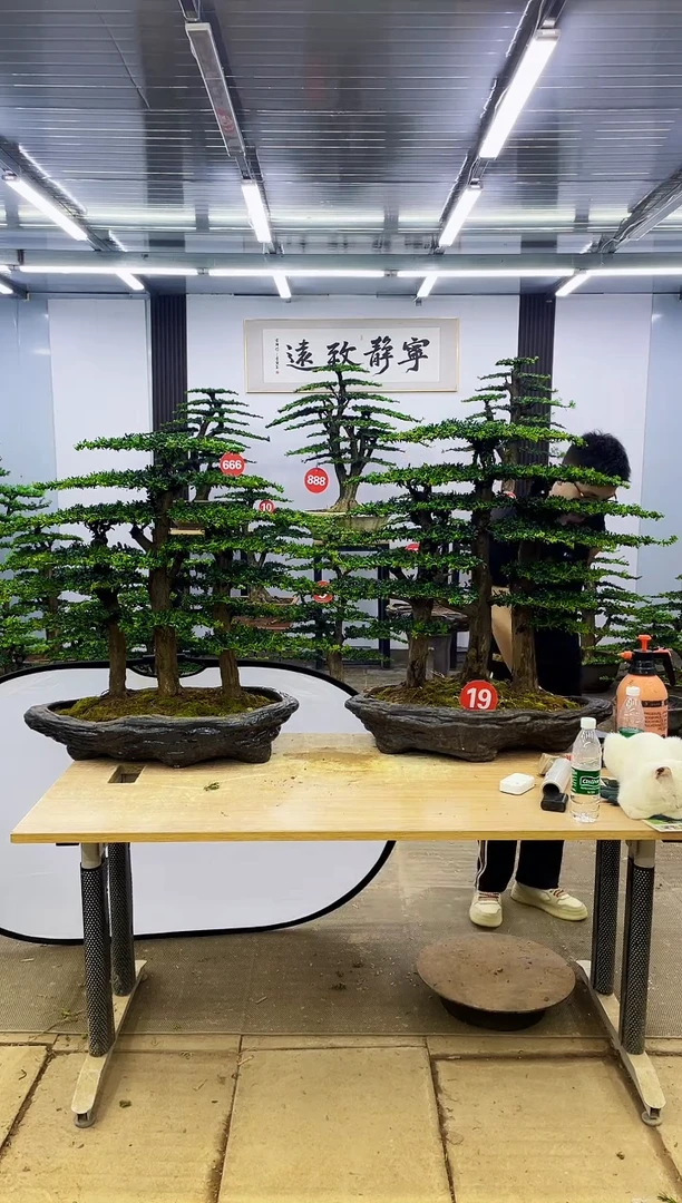无花朵孤****）00000000000000000