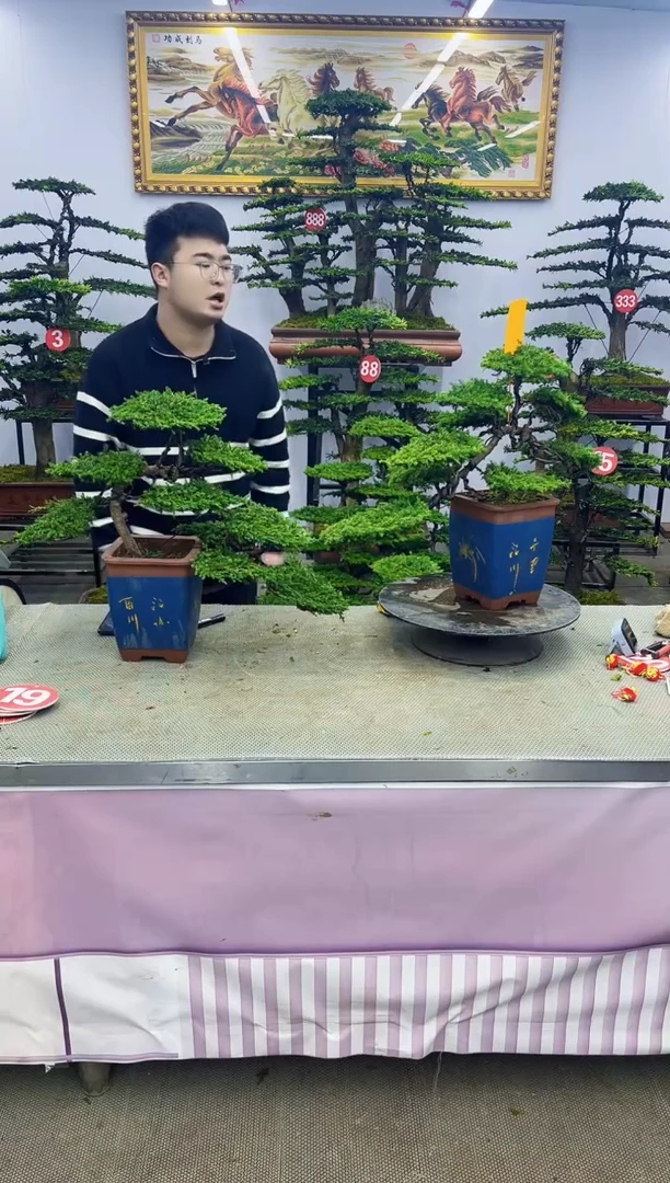 【闪购商品】八斗松/松类活物造型盆景，以直播间截图为啊啊啊