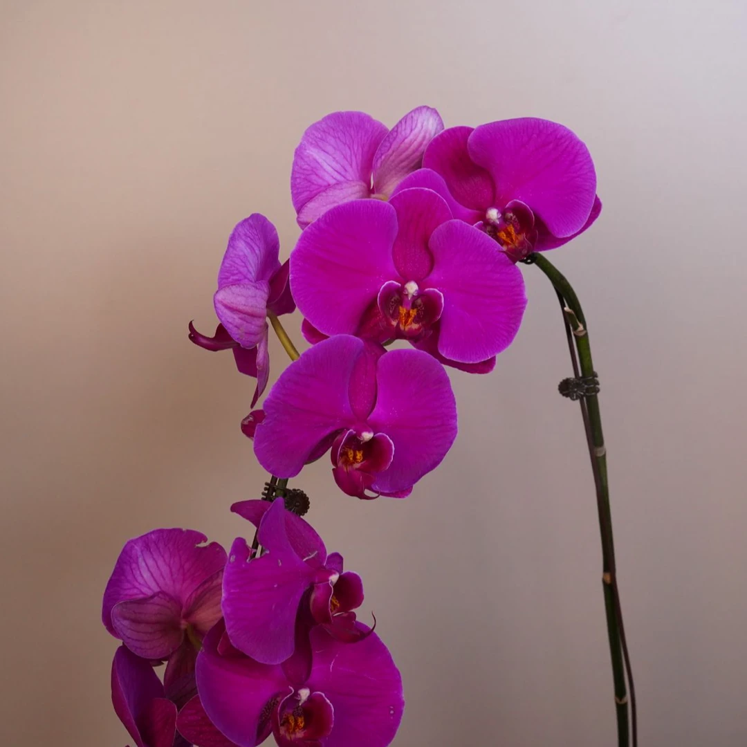 悠花里蝴蝶兰 两颗 （蝴蝶兰套餐）开花珠发货