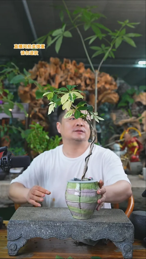 完全开放花叶鸭掌木428+