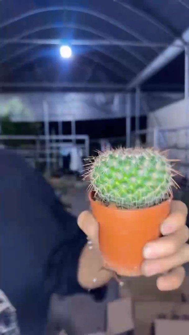 黑寡妇 琳达【实生根】