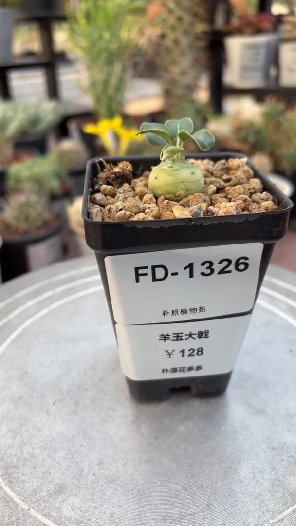 羊玉大戟FD-1326