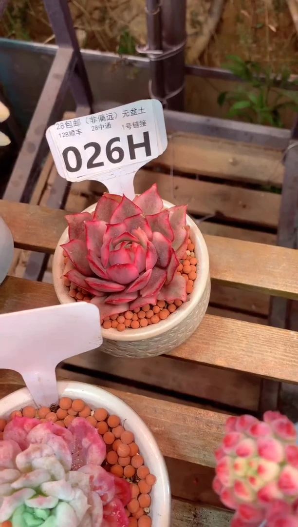 026H（一物一拍，精品多肉，w所见即所得 ）