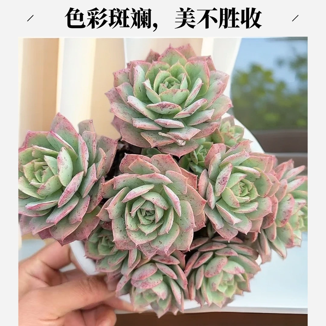 大克罗地亚脱土 小谢多肉 以直播展示为准空气多肉植物耐旱