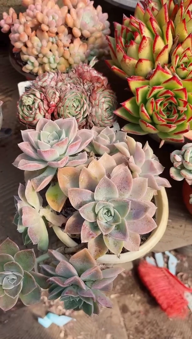 【闪购商品】02604