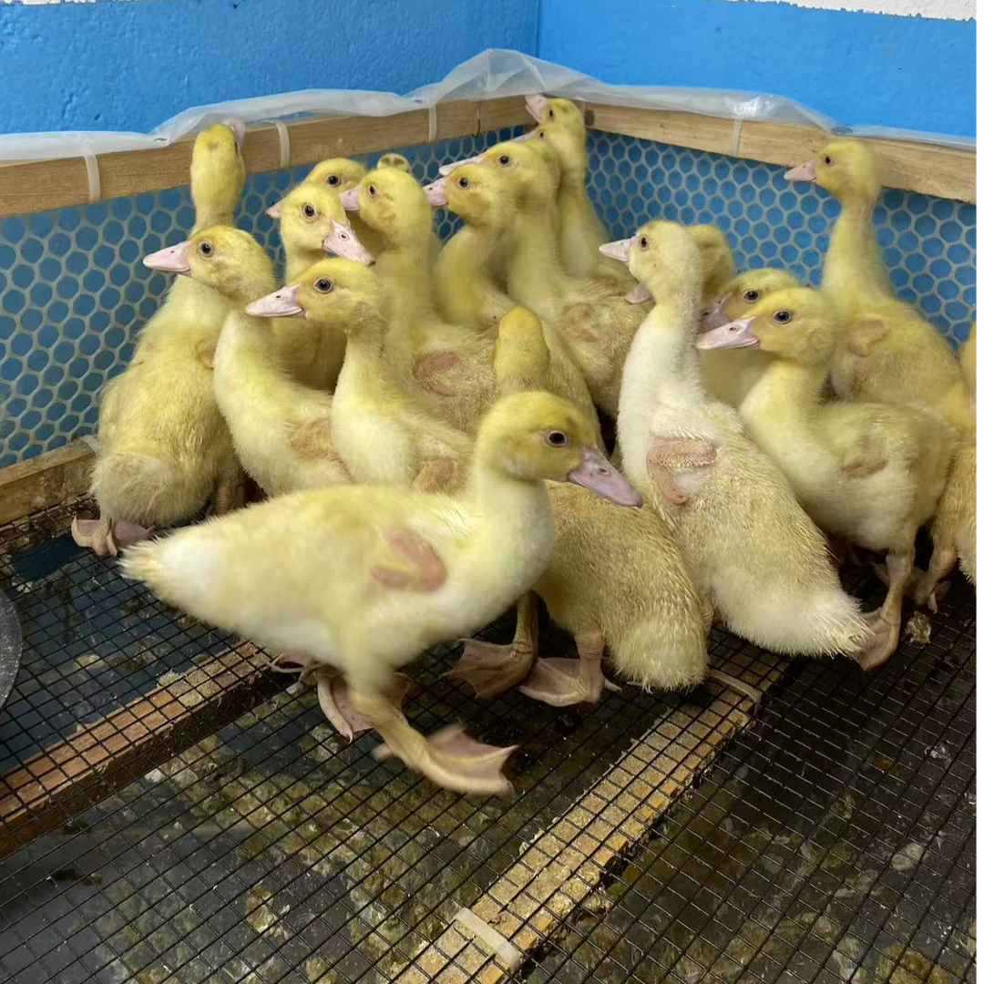 农村散养白番鸭一斤白番鸭西洋鸭顺丰冷链发货