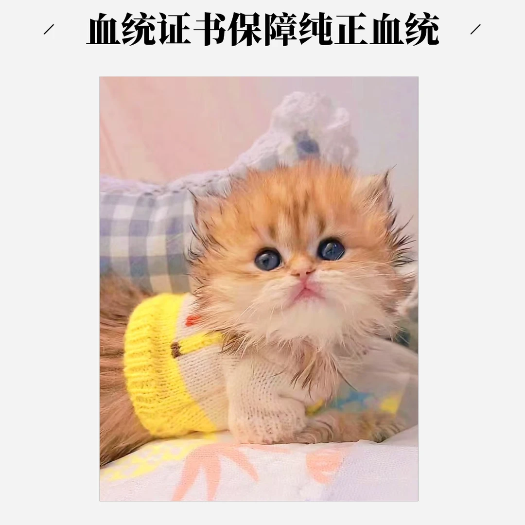 上海爱拉喵76李恒矮脚渐层系列可爱猫咪，性格乖巧