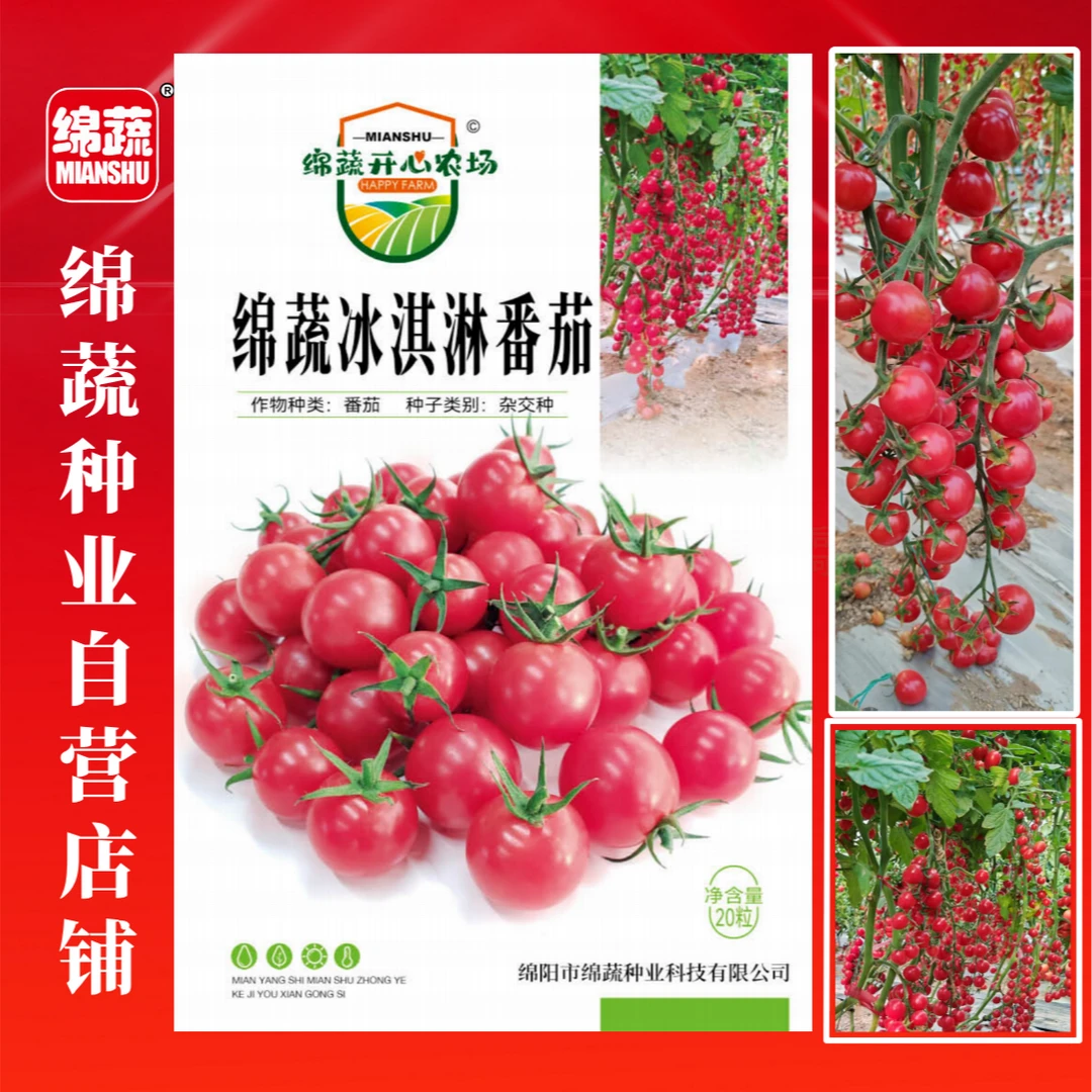 绵蔬【绵蔬冰淇淋番茄】番茄种子高产种植适应广品质好挂果多芽率好