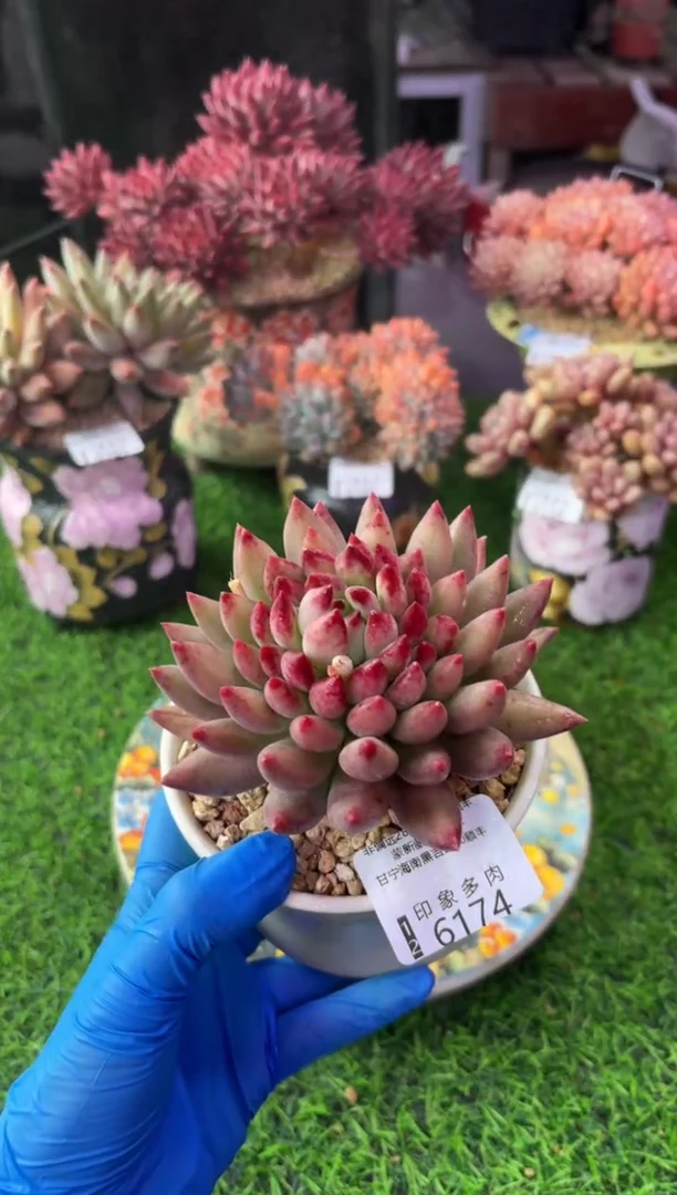 昆明印象多肉6174