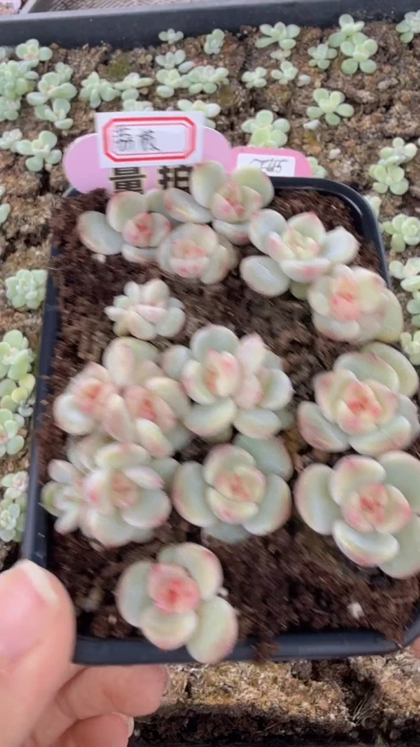 荔枝切糕 量拍多肉植物