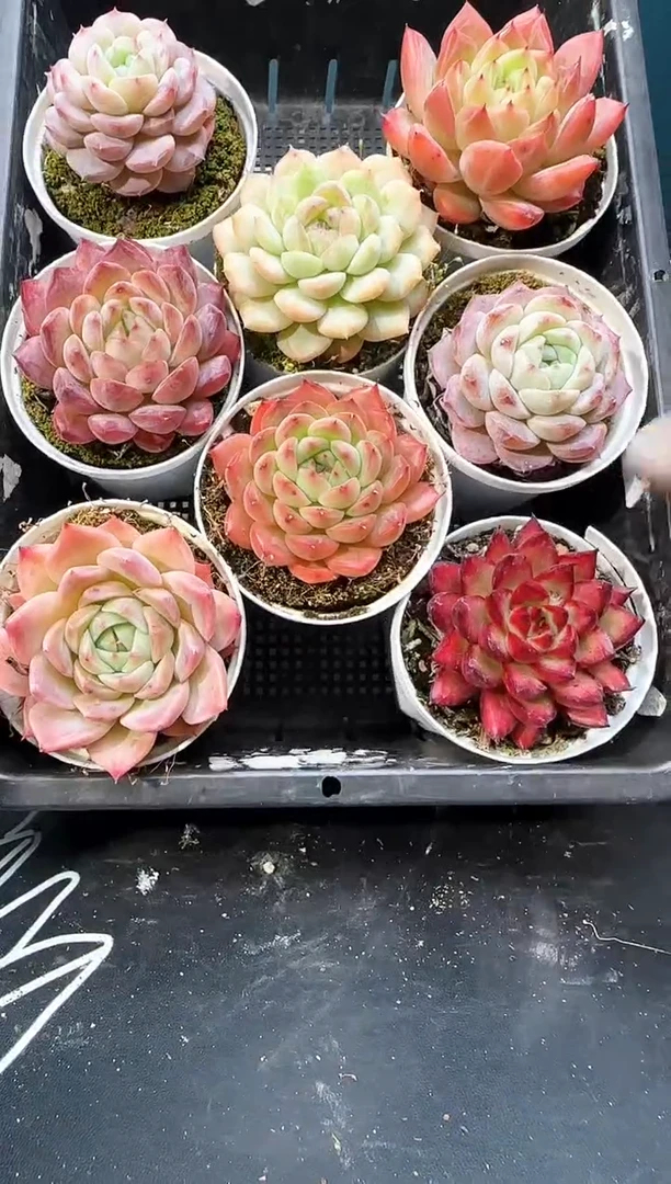 3   969 多肉8  颗