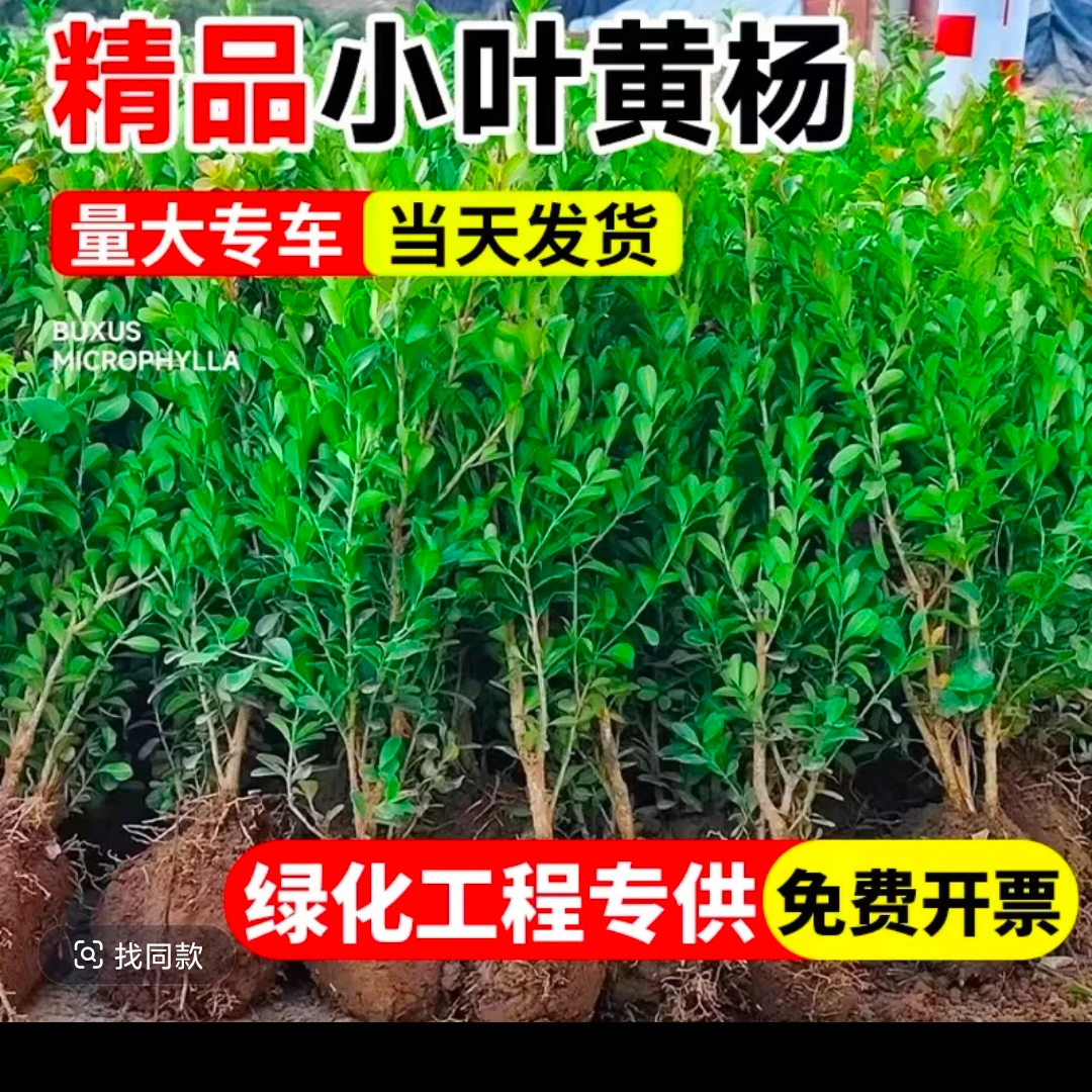 小叶黄杨冬青树苗四季常青耐寒可作庭院篱笆墙植物