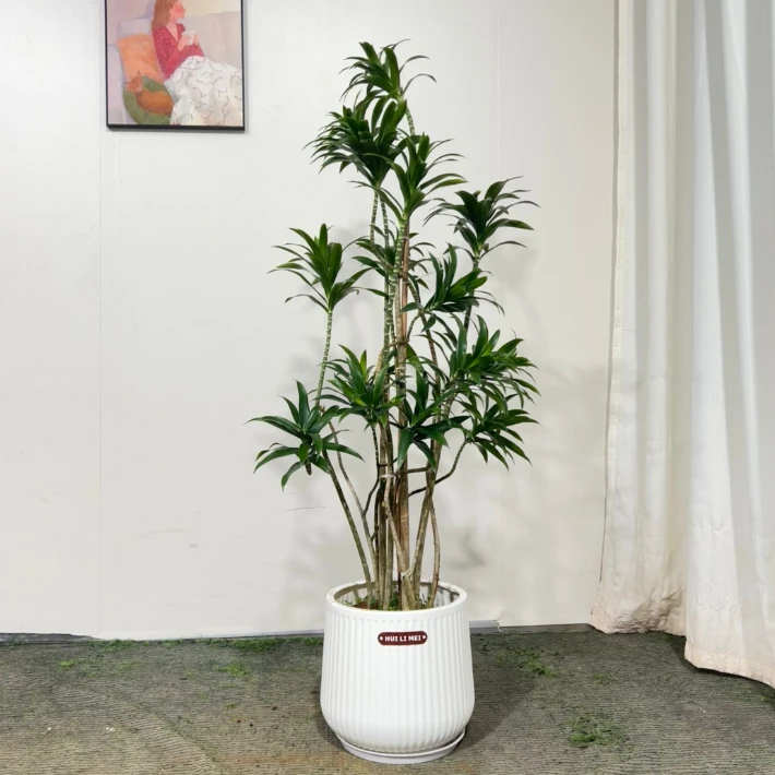 百合竹客厅绿植百合竹真绿植盆栽老桩室内轻奢大型植物