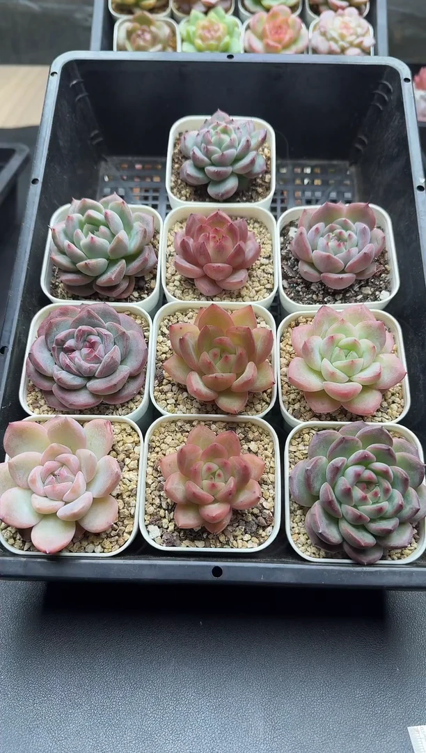 珍妮优选多肉链接