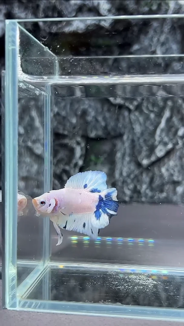 斗鱼竞拍链接A026