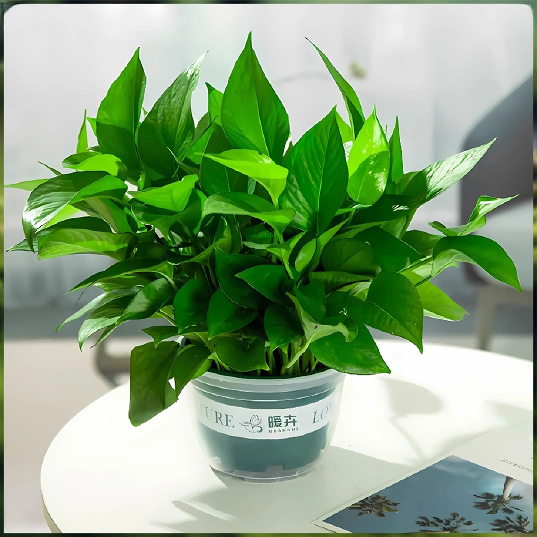 【拍一发二】120#绿萝盆栽室内客厅吸除甲醛花卉家用净化空气绿箩