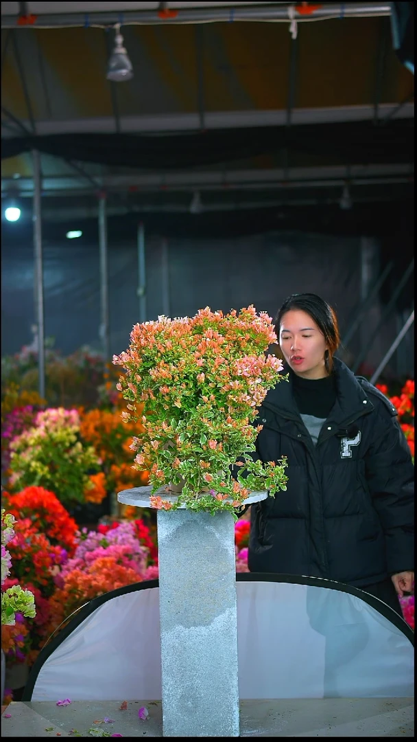 大部分开放少量花苞芬**?少女心