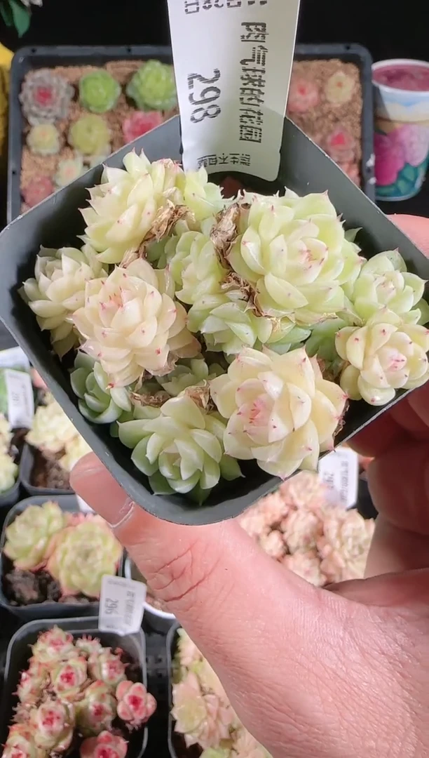 多肉1128-298群生不包整