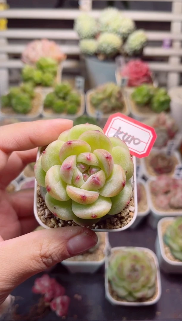 【闪购商品】K410云锦一物一拍