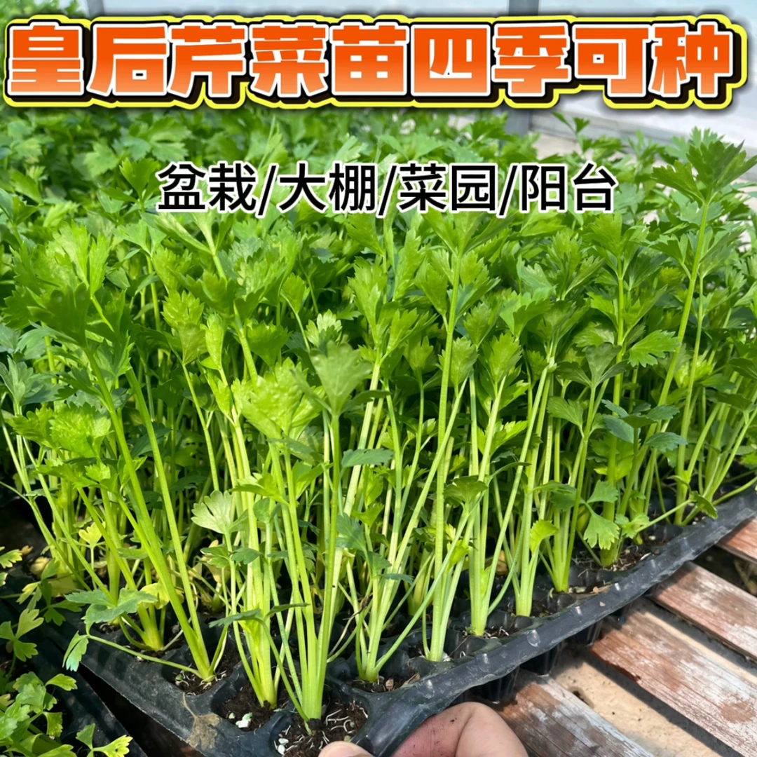 【寿光发货对版芹菜苗】皇后大肉芹菜四季阳台盆栽小院种植脆嫩无丝