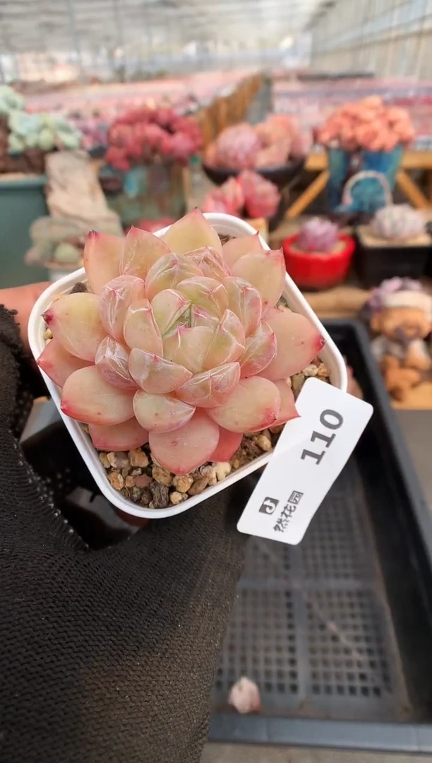 【闪购商品】110钻石珍妮一物一拍