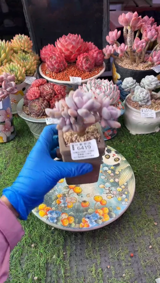 昆明印象多肉6419