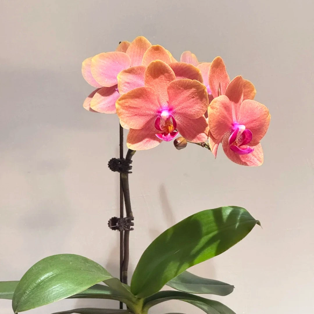 兰蝶汇【喜鹊】蝴蝶兰桌面阳台花卉