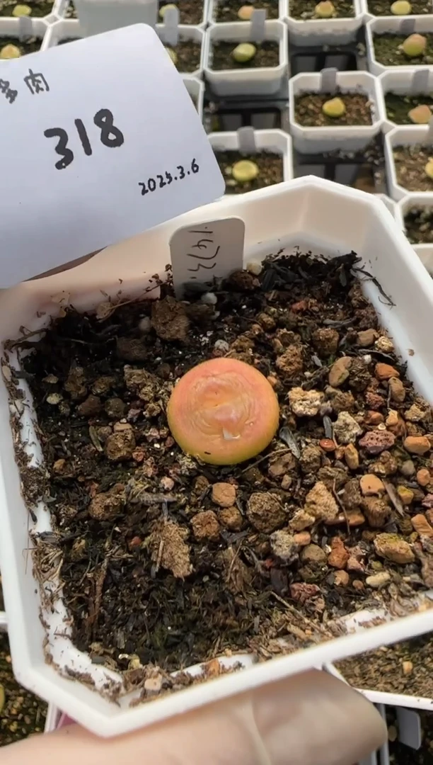 【闪购商品】3.9-318