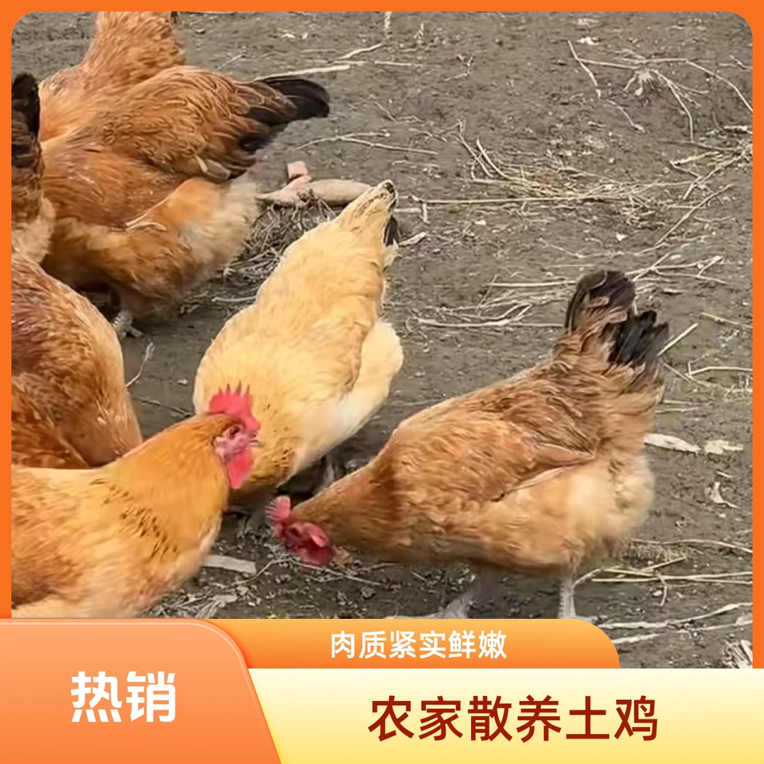 安徽散养草母鸡【儒林草母】