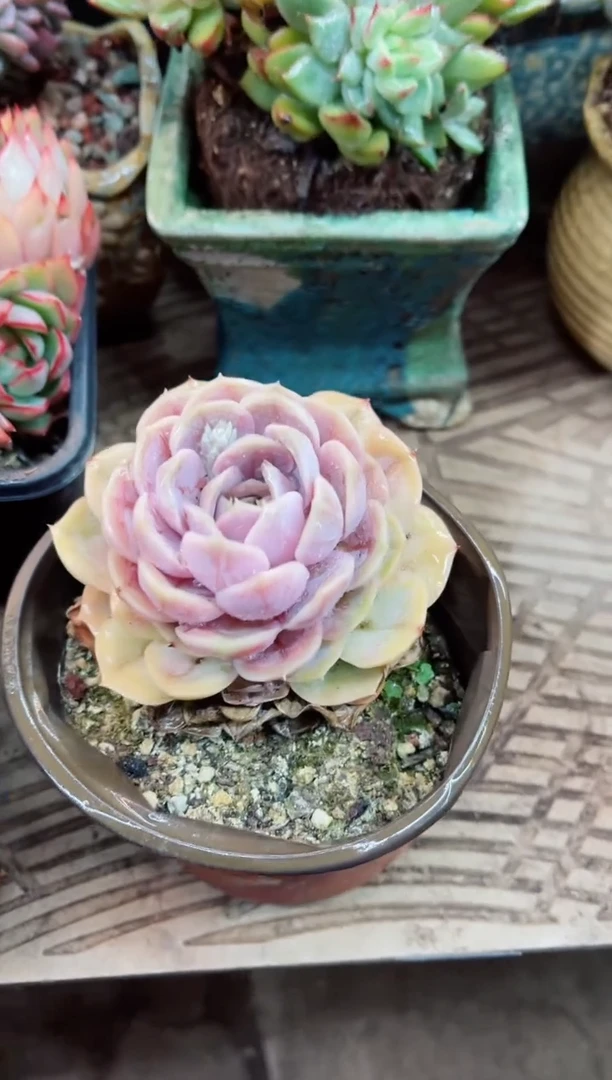 【闪购商品】10005