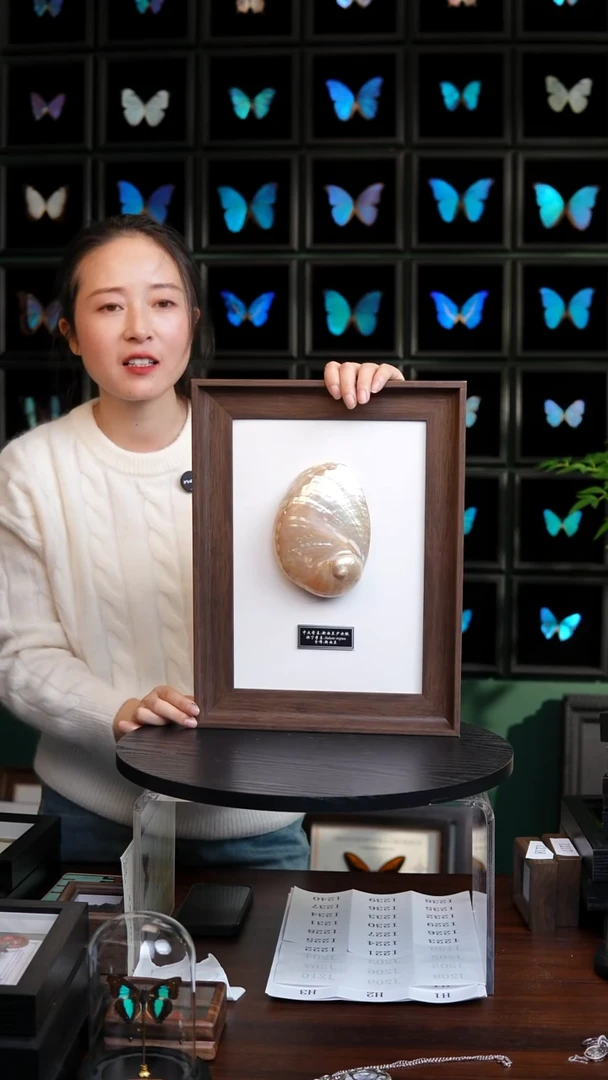 新西兰少女鲍标本