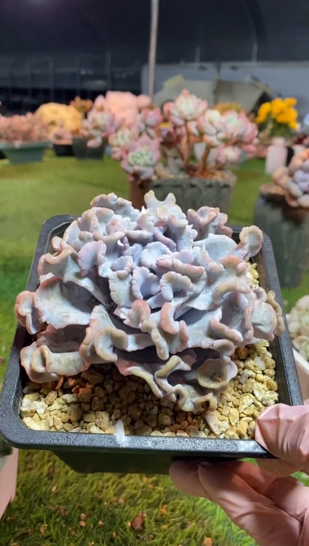 【闪购商品】0508a