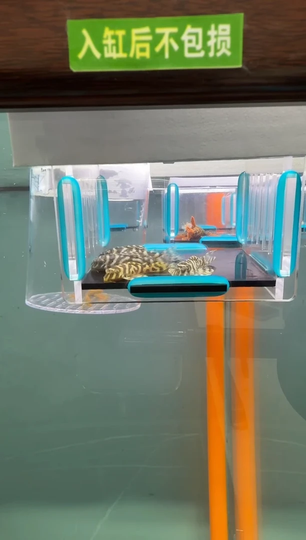 清道夫鱼016号4只333入缸不包损录制完整开箱视频3.5-4厘米